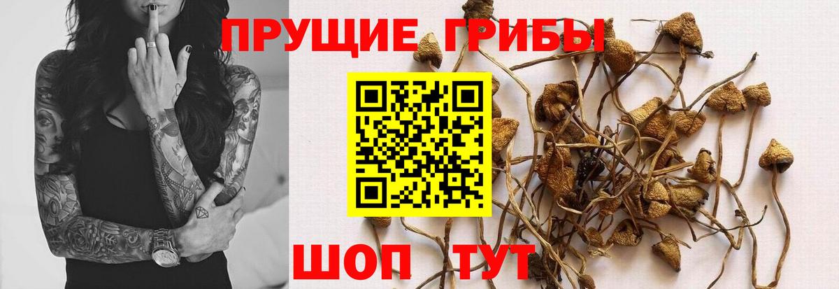 Псилоцибиновые грибы прущие грибы  Вход с VPN  Кизилюрт 